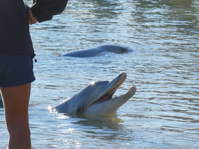 dolphins in monkey mia