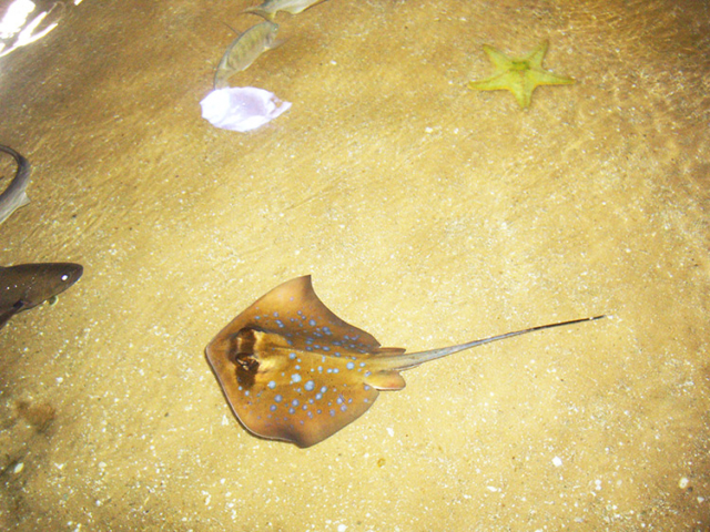 petting pool stingray