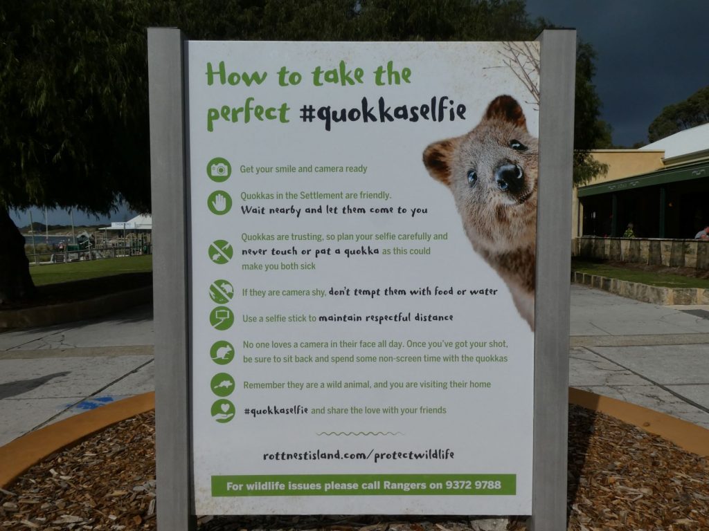 How to take a quokka selfie is the thing to do.