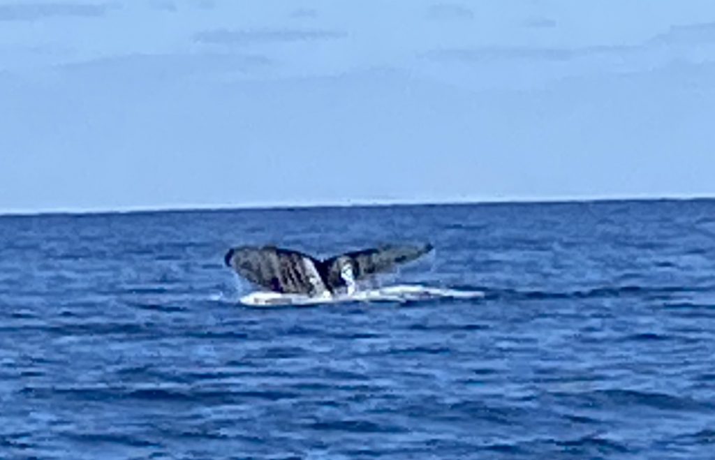 whale watching the thing to do in Busselton