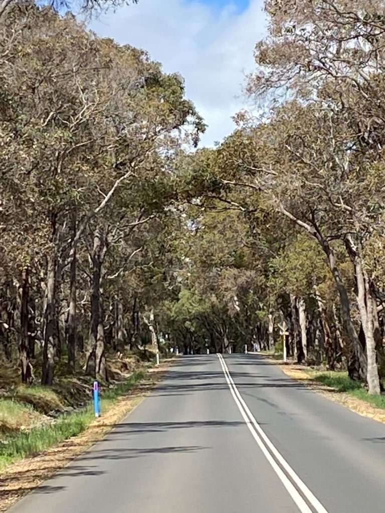 Scenic Caves Road an awesome day trip from Busselton.