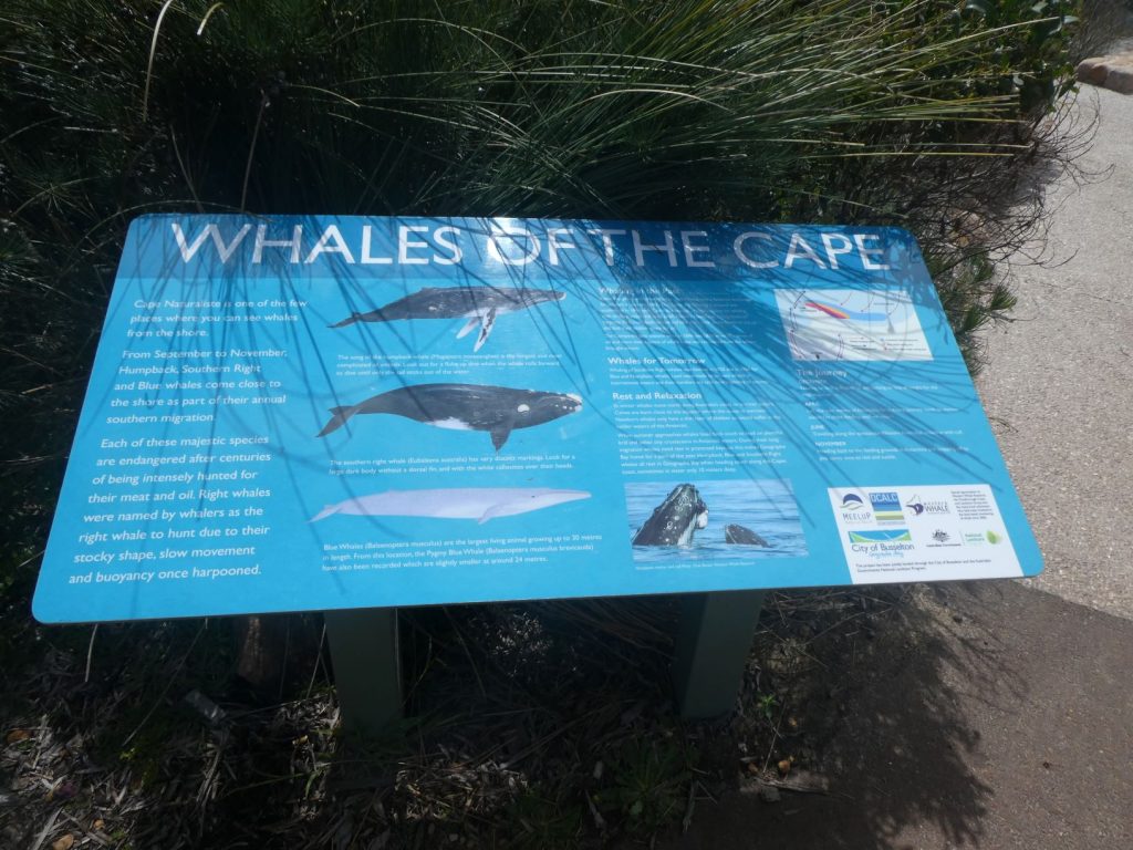 Whale watching Chart