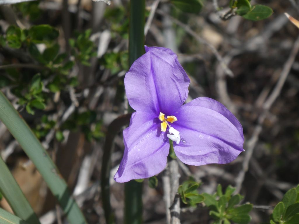 Beautiful Wildflowers