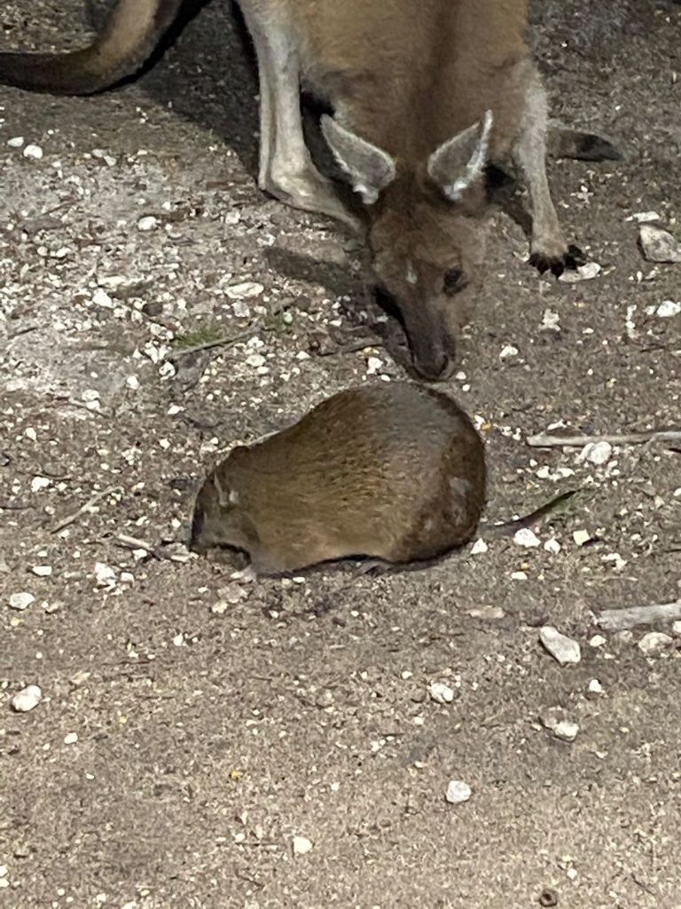 Kangaroos, Woylies, bandicoots,