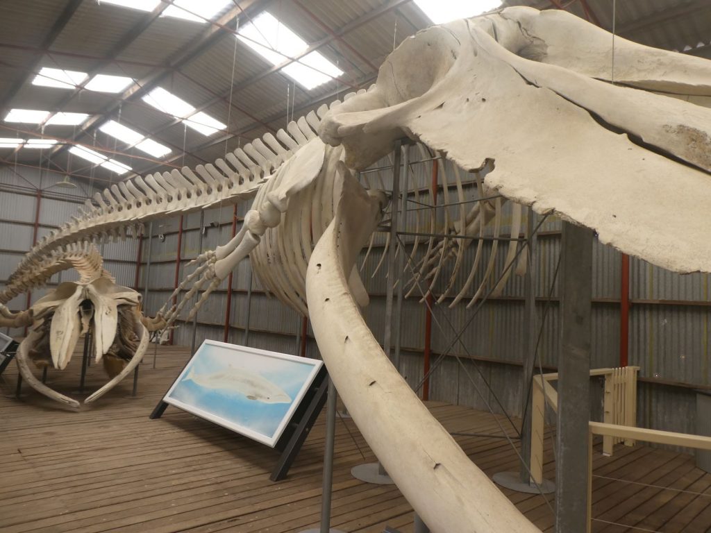 An Enormous Blue Whale Skeleton
