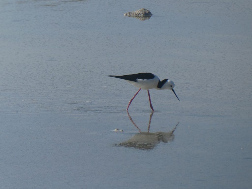 The birds look like they are walking on water- that is a thing to see on Rottnest Island.