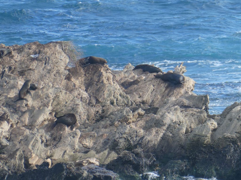 Cathedral rocks home to a colony of NZ fur seals- best thing to see on Rottnest Island.
