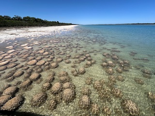 Things to do and see at Lake Clifton.