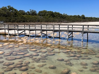 Thrombolites under the boardwalk