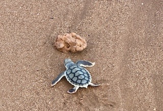 Turtles in Port Hedland