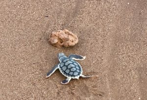 turtles hatching on Cemetery Beach in Port Hedland