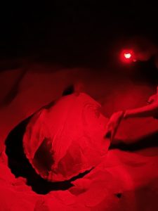 Flatback turtles building a nest on Cemetery Beach in Port hedland