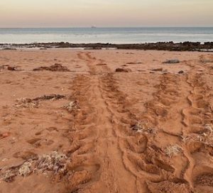 Turtle tracks to the sea.